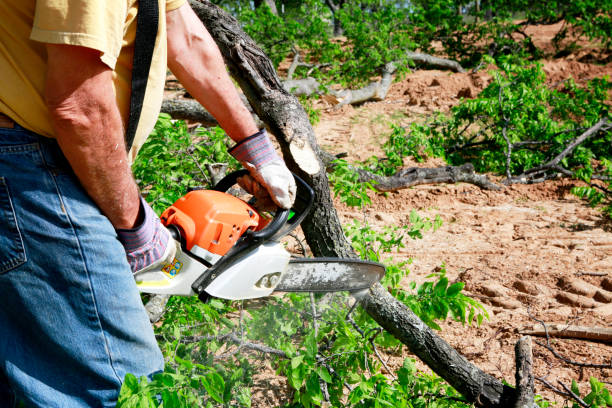 Best Stump Grinding Near Me  in Greenbrier, AR